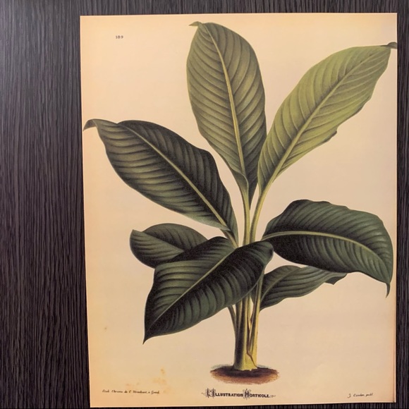 Vintage Horticole Illustration Print 8x10 - Picture 2 of 2